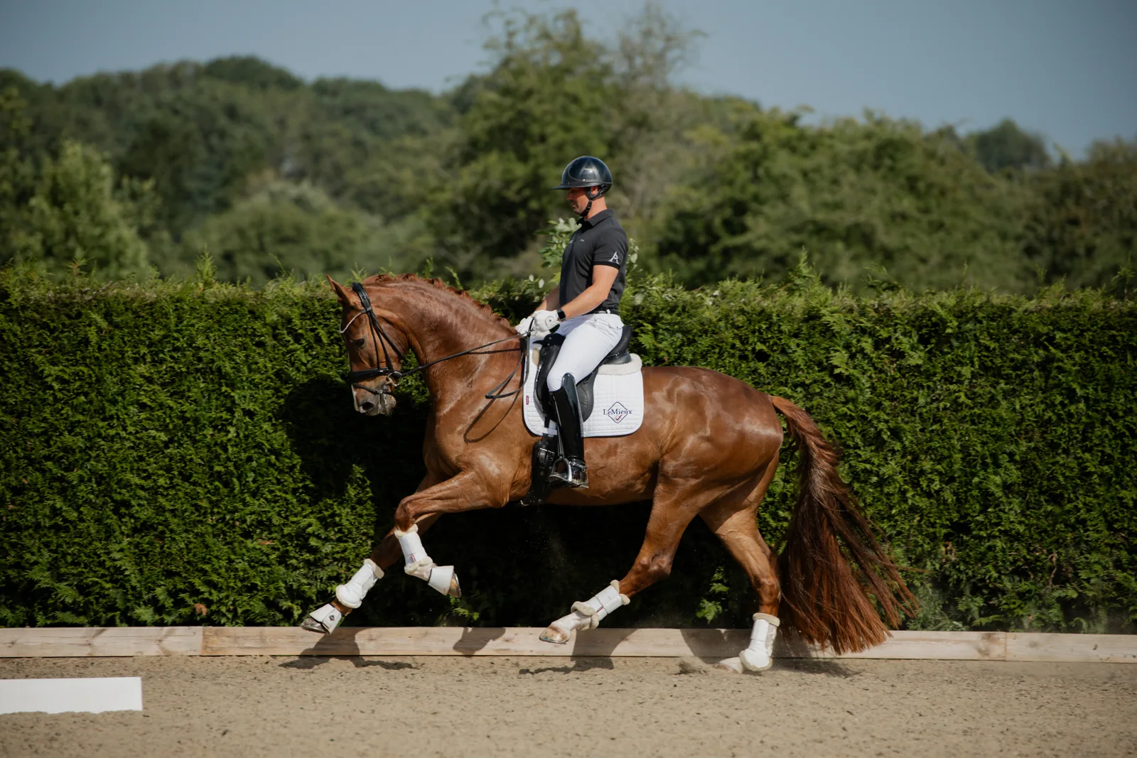 Maverick Caledonia, a chestnut gelding with a broad white blaze, in a headcollar