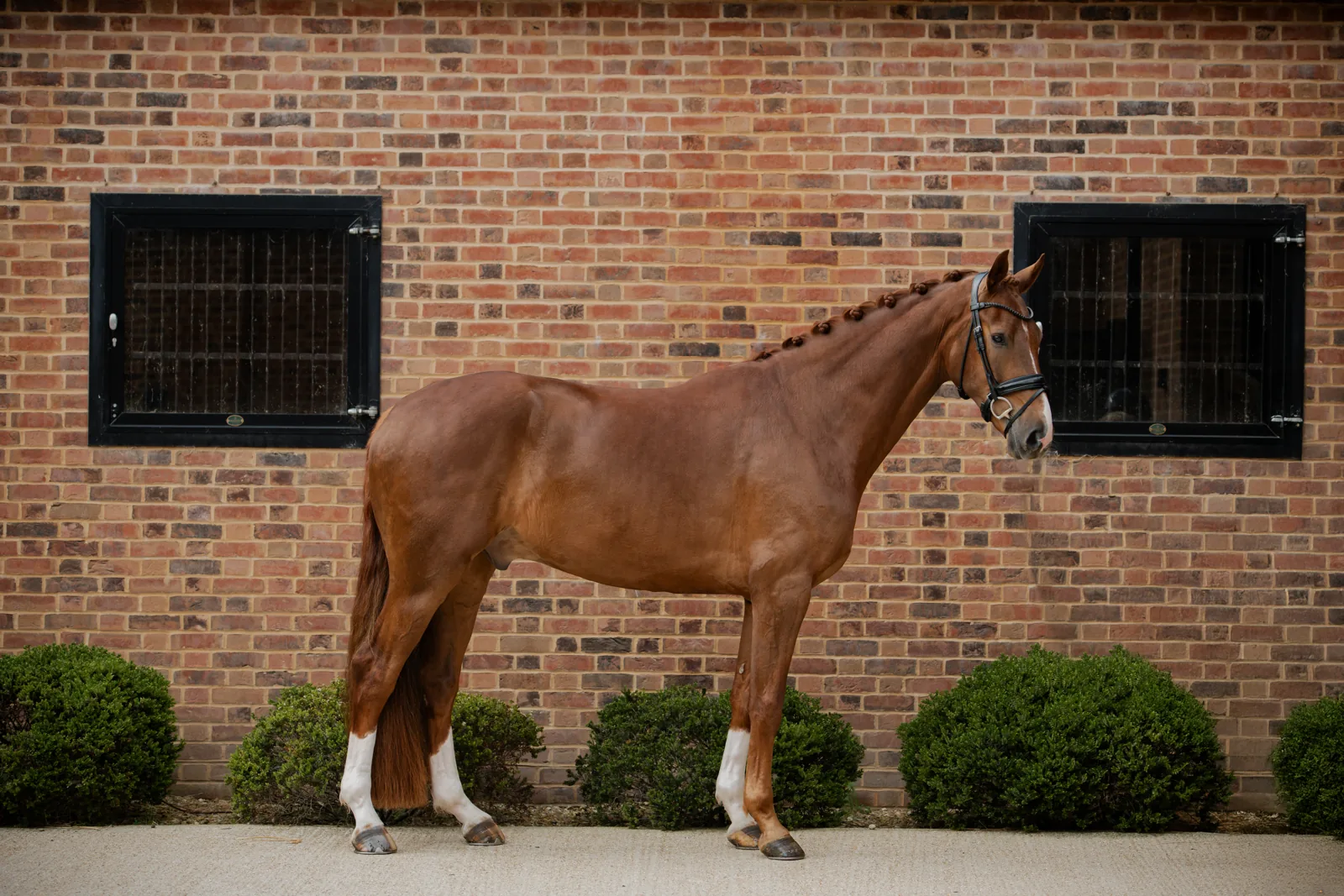Maverick Caledonia chestnut young dressage gelding showing balance and athletic movement at Anmore Dressage