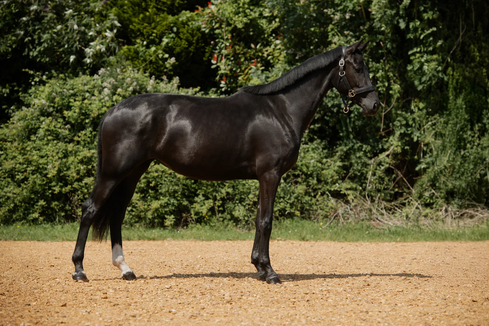 RS Lulu black filly showing expressive movement and elegance at Anmore Dressage