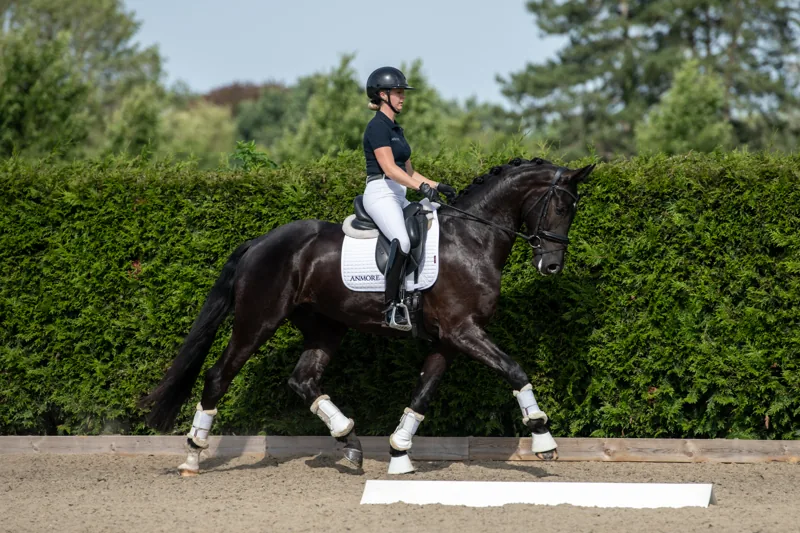 Solist KWPN gelding under saddle at Anmore Dressage showing balance and refinement