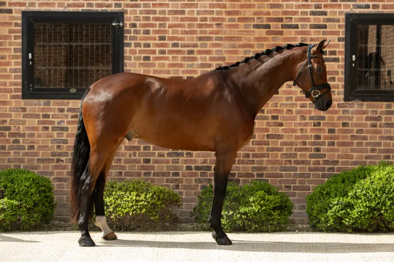Spotify in T’Veld KWPN gelding showing expressive movement under saddle at Anmore Dressage