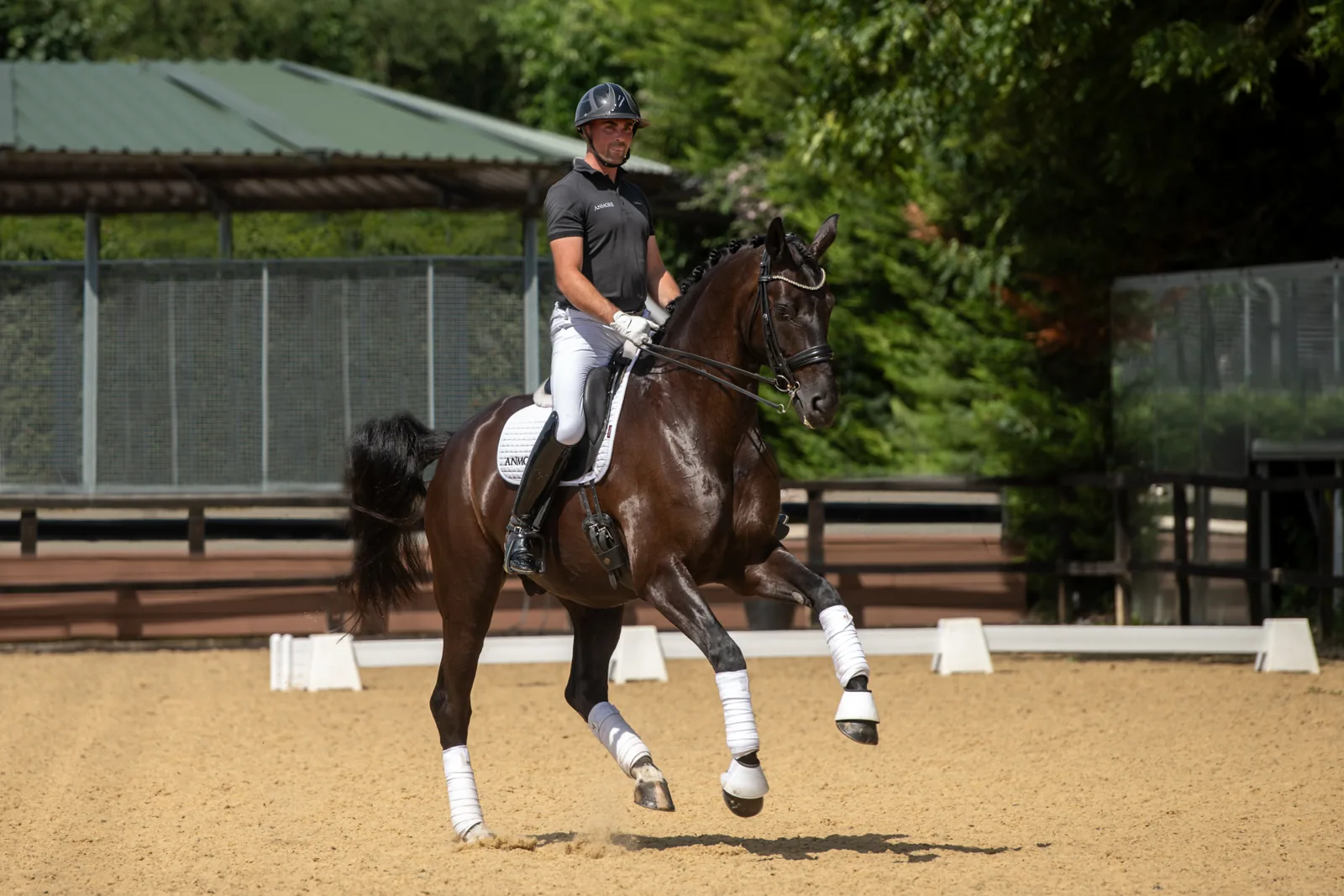 Toddington Debut AES gelding showing elegant movement and presence under saddle at Anmore Dressage