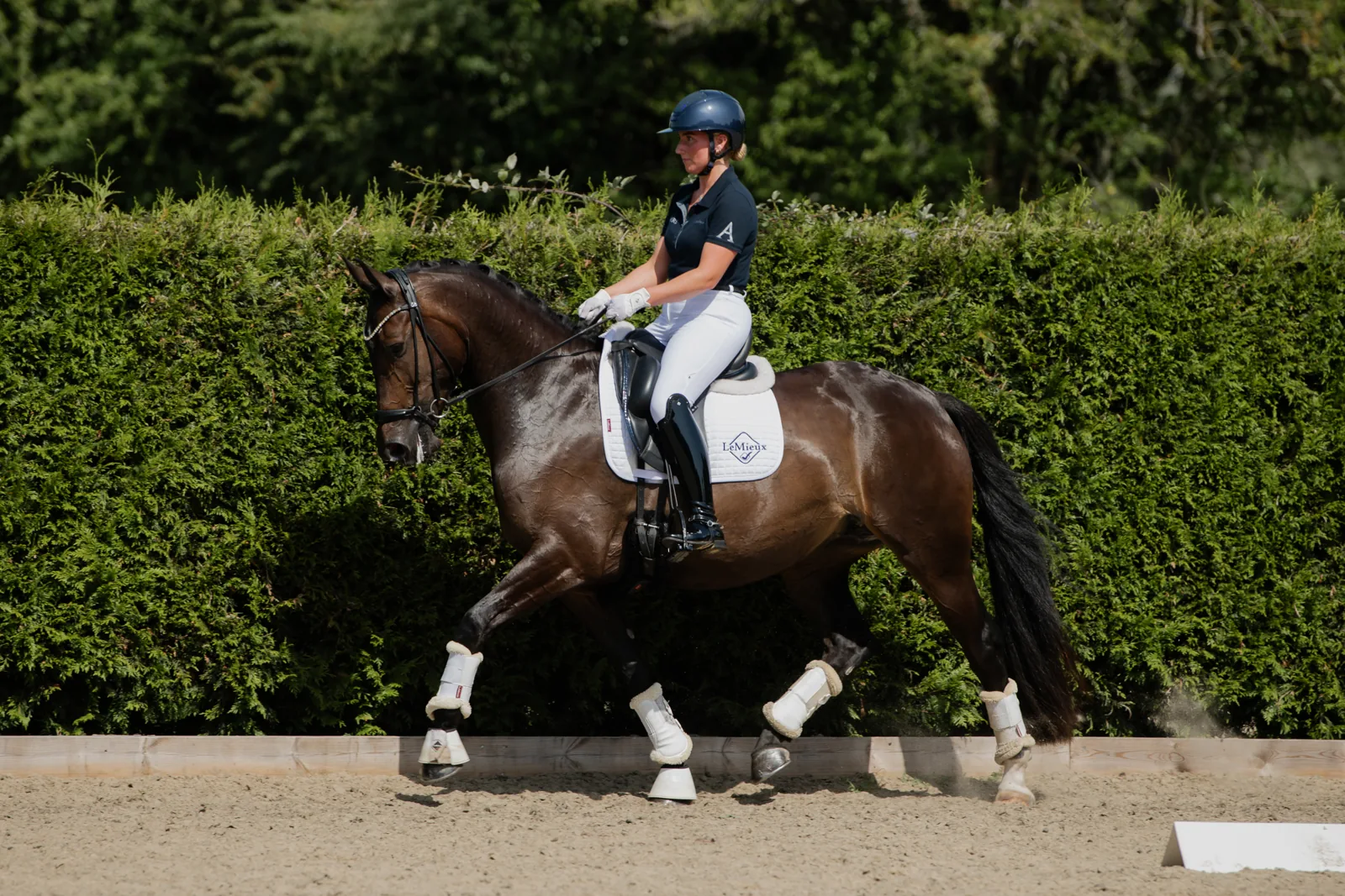 Tyga Fleur Caledonia Oldenburg mare showing refined movement at Anmore Dressage
